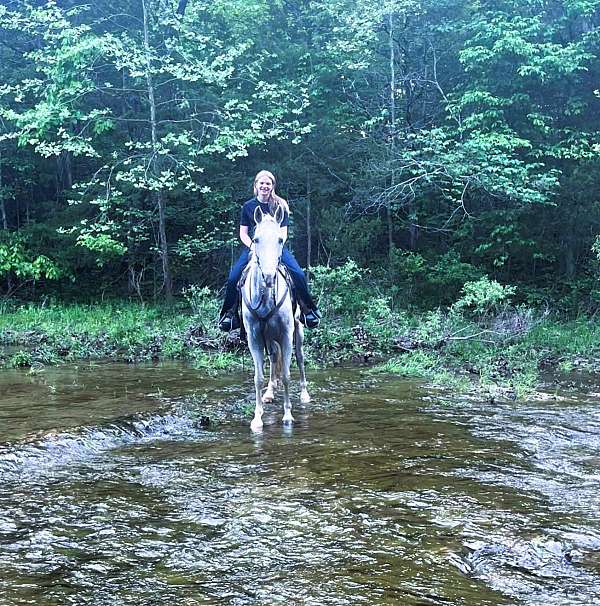 gaited-tennessee-walking-horse