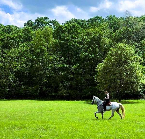 athletic-tennessee-walking-horse