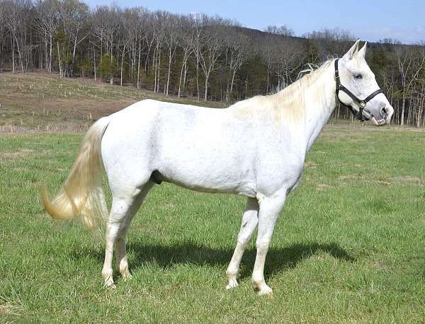 beginner-tennessee-walking-horse