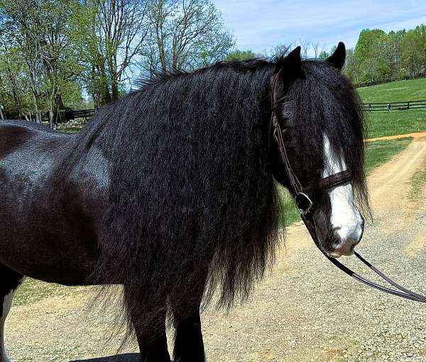 trail-gypsy-vanner-horse