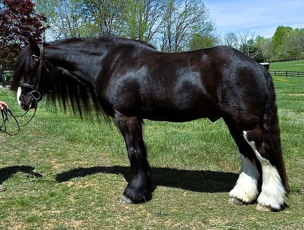 gentle-gypsy-vanner-horse