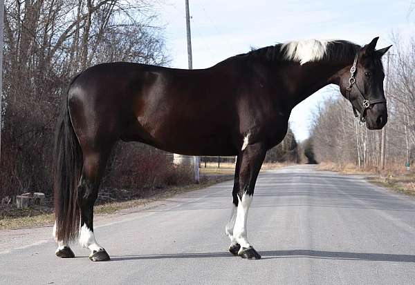 all-around-warmblood-horse