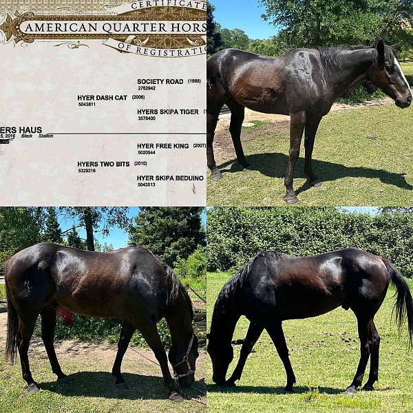 black-athletic-ranch-horse