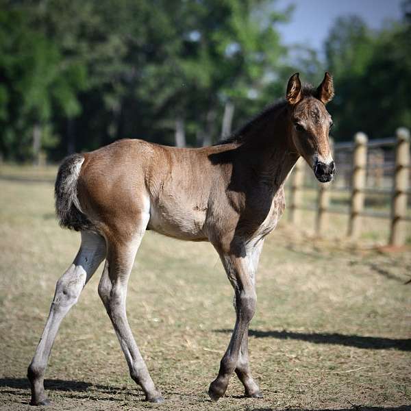 foundation-filly-broodmare