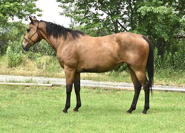 buckskin-quarter-horse-mare