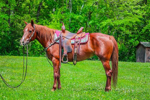 all-around-quarter-horse