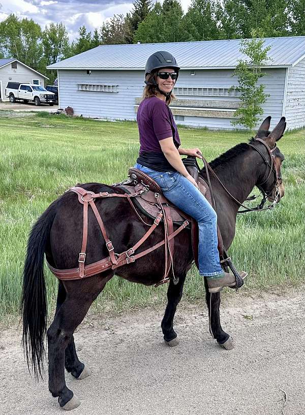 black-trail-riding-donkey