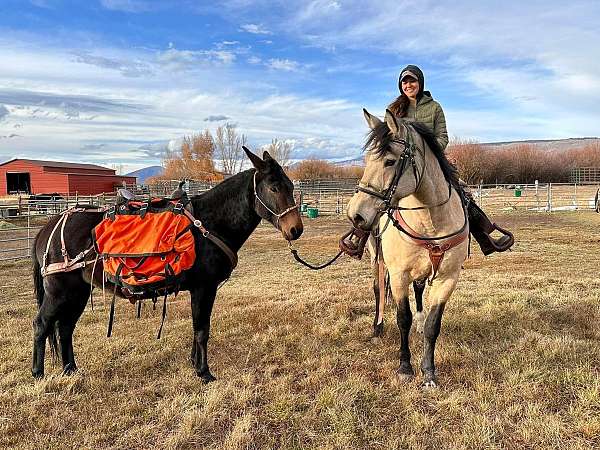 black-working-cattle-donkey