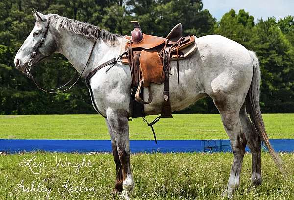 flashy-heading-appaloosa-horse