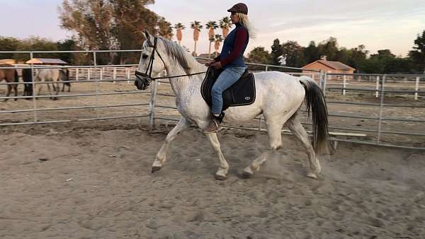 andalusian-gelding