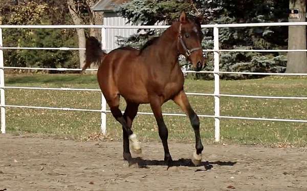 cep-arabian-horse