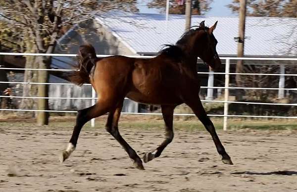 al-khamsa-mare-arabian-horse