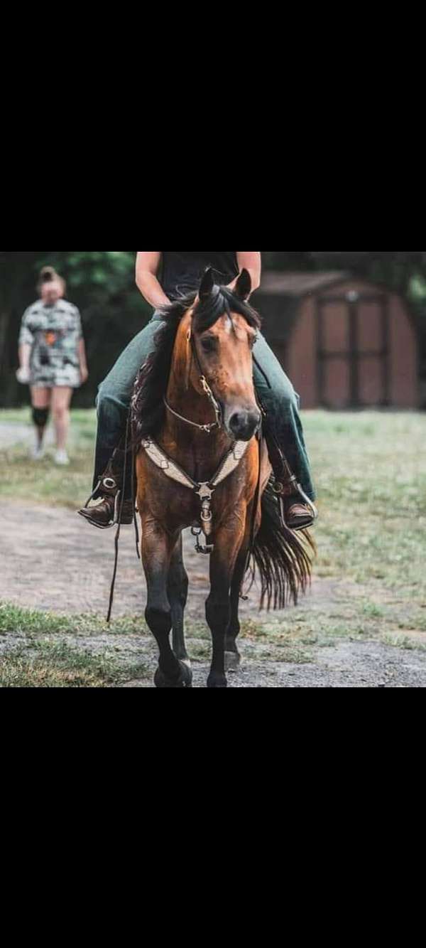 quarter-horse-gelding