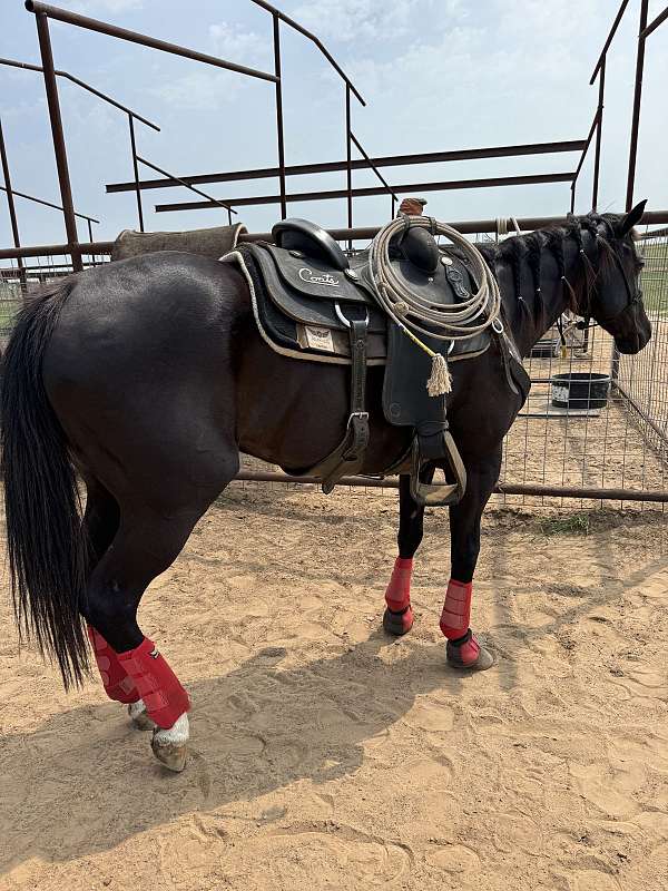 team-roping-horse-mare