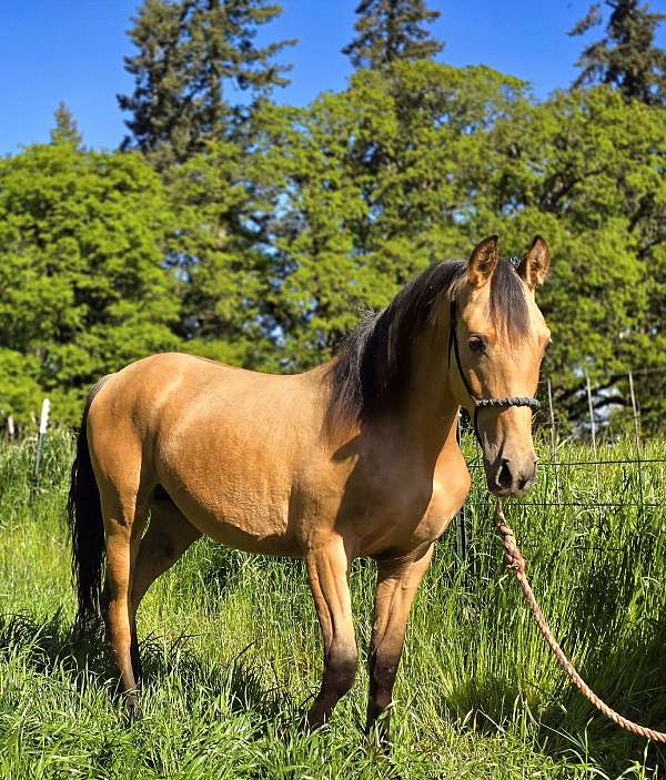 perlino-andalusian-arabian-mare