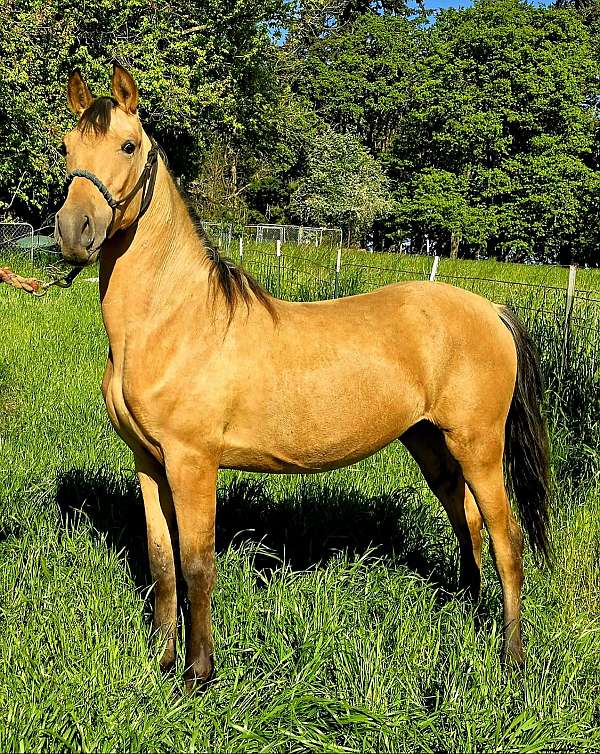 perlino-andalusian-arabian-colt