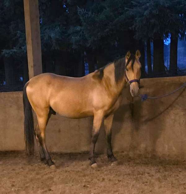 stallion-andalusian-arabian-horse