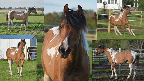 dun-w-blk-points-flashy-tobiano-horse