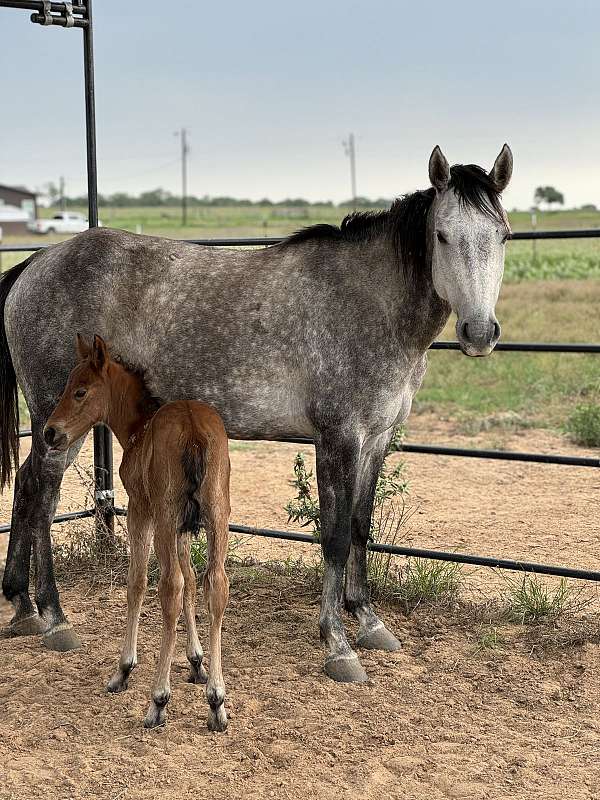 broodmare-foal-quarter-horse