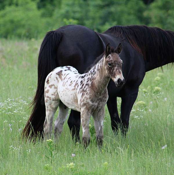 leopard-horse