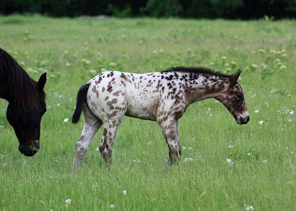 buckskin-leopard-horse