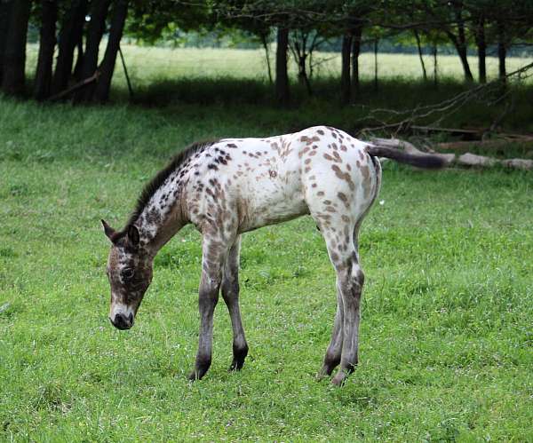 athletic-appaloosa-horse