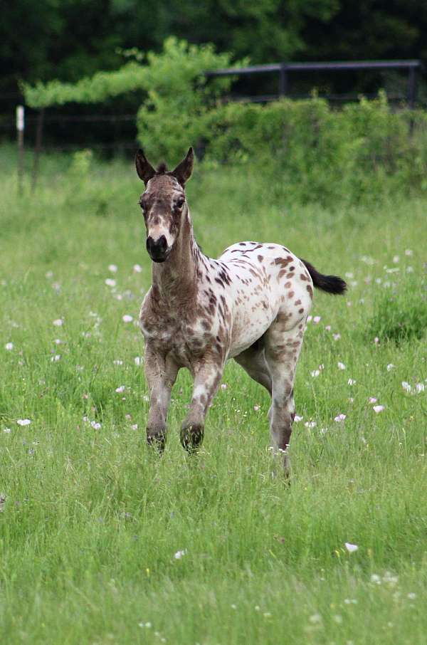 cowboy-mounted-shooting-appaloosa-horse