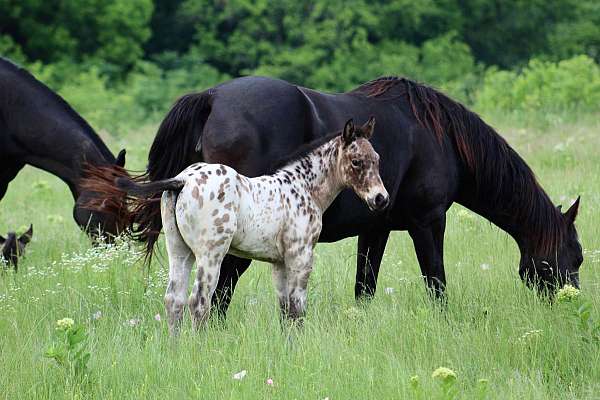 cutting-appaloosa-horse