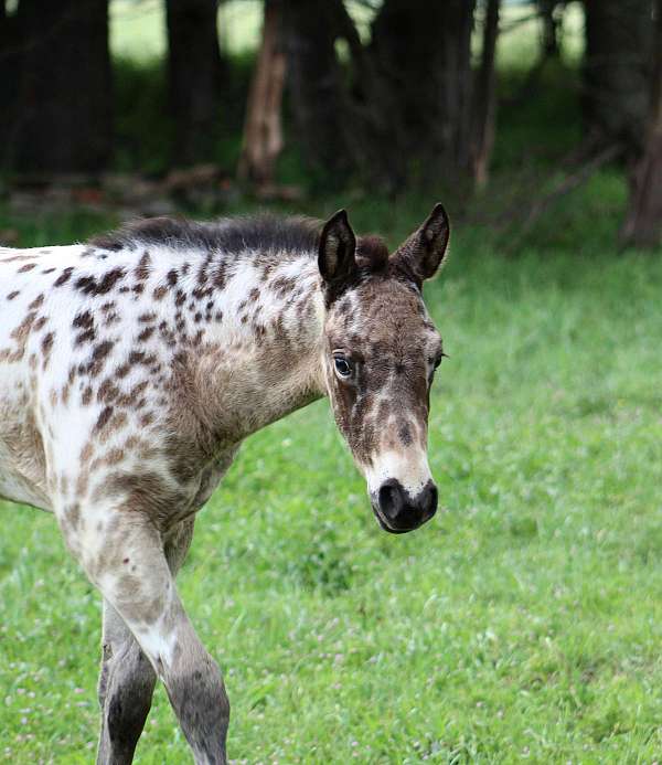 drill-team-appaloosa-horse