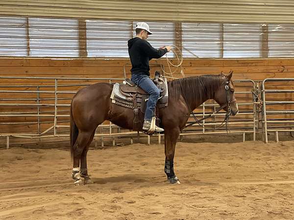 tie-down-roping-mare