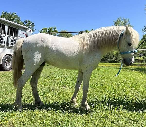 miniature-gelding