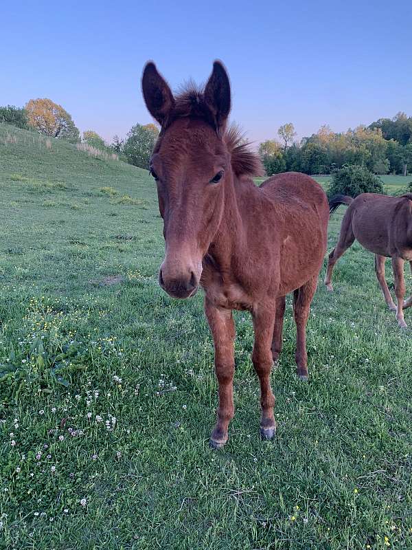 quarter-horse-colt