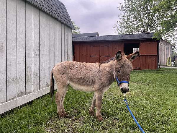 donkey-stallion