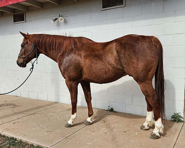 available-quarter-horse