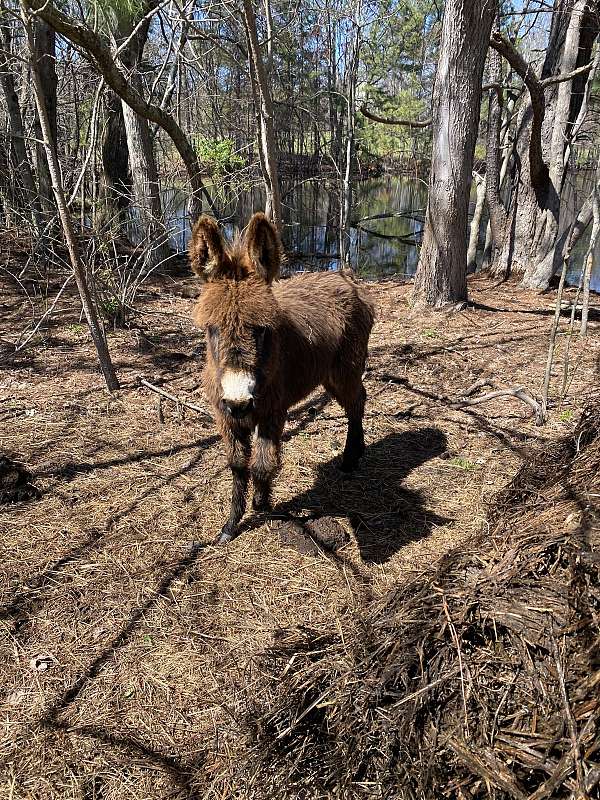 6-hand-donkey-yearling