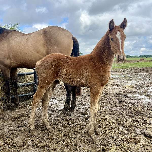 champagne-chestnut-friesian-colt