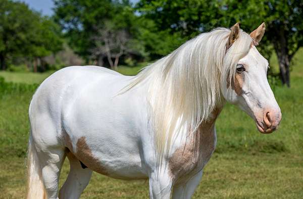 all-around-quarter-horse