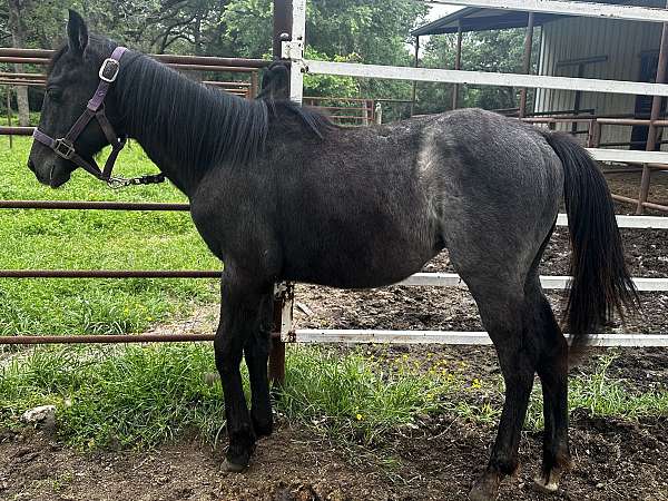 black-foundation-stallion-horse