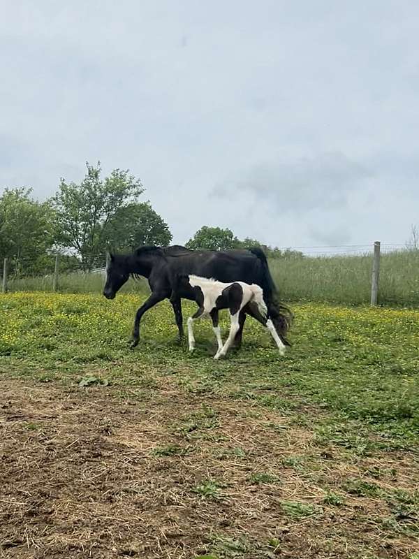 tennessee-walking-colt