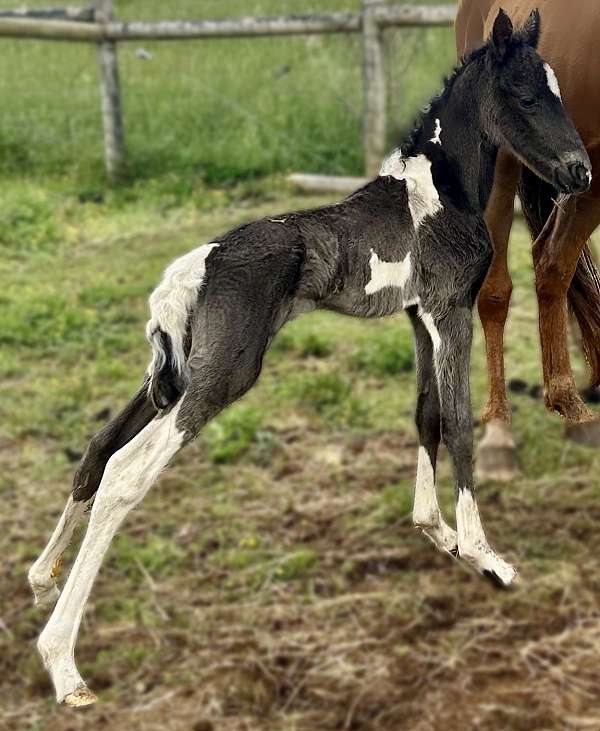 tennessee-walking-filly