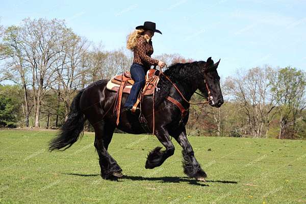 sporthorse-gypsy-vanner-horse