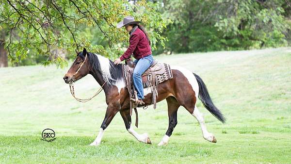 ranch-versatility-gypsy-vanner-horse