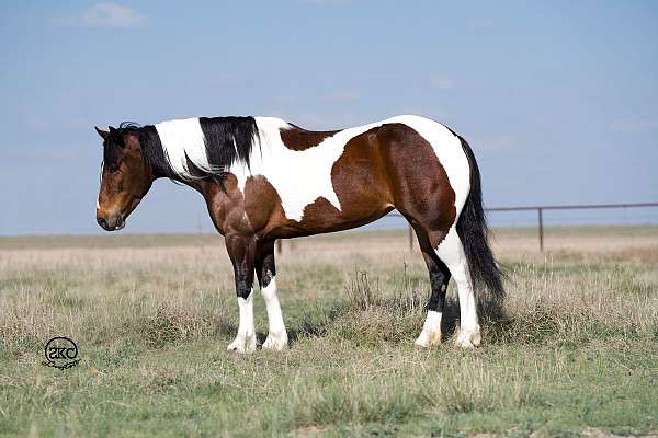 western-riding-gypsy-vanner-horse