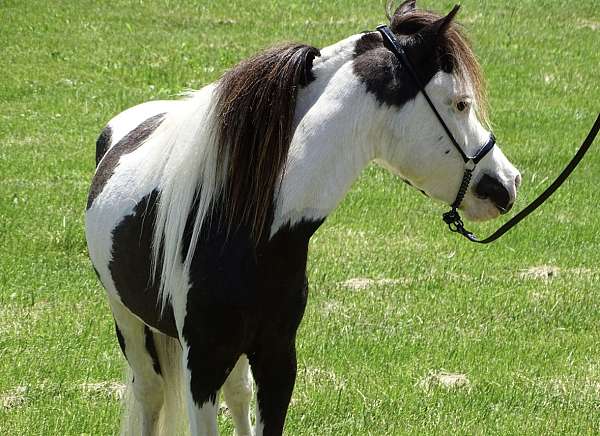 black-tovero-champion-horse