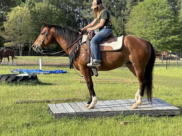 bay-quarter-horse-mare