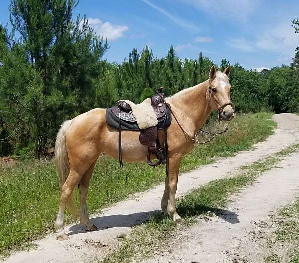 palomino-missouri-fox-trotter-mare