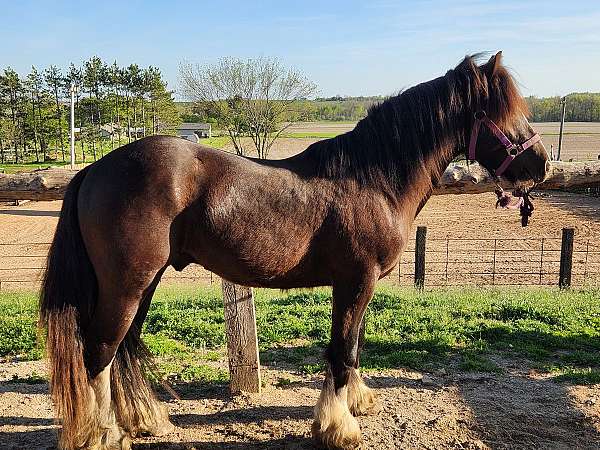 smokey-black-4-matching-socks-horse