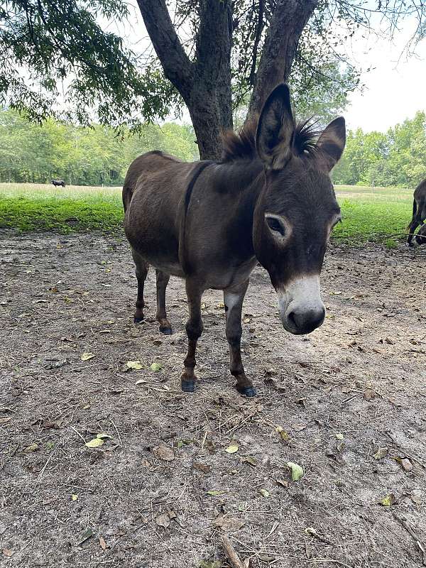 donkey-mare