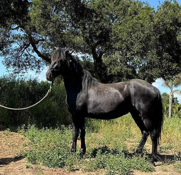 friesian-horse