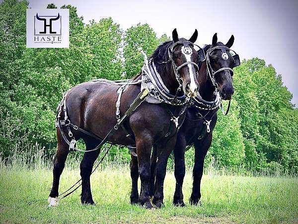 haste-percheron-horse